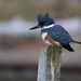 Belted Kingfisher - Photo (c) Rand Rudland, all rights reserved, uploaded by Rand Rudland