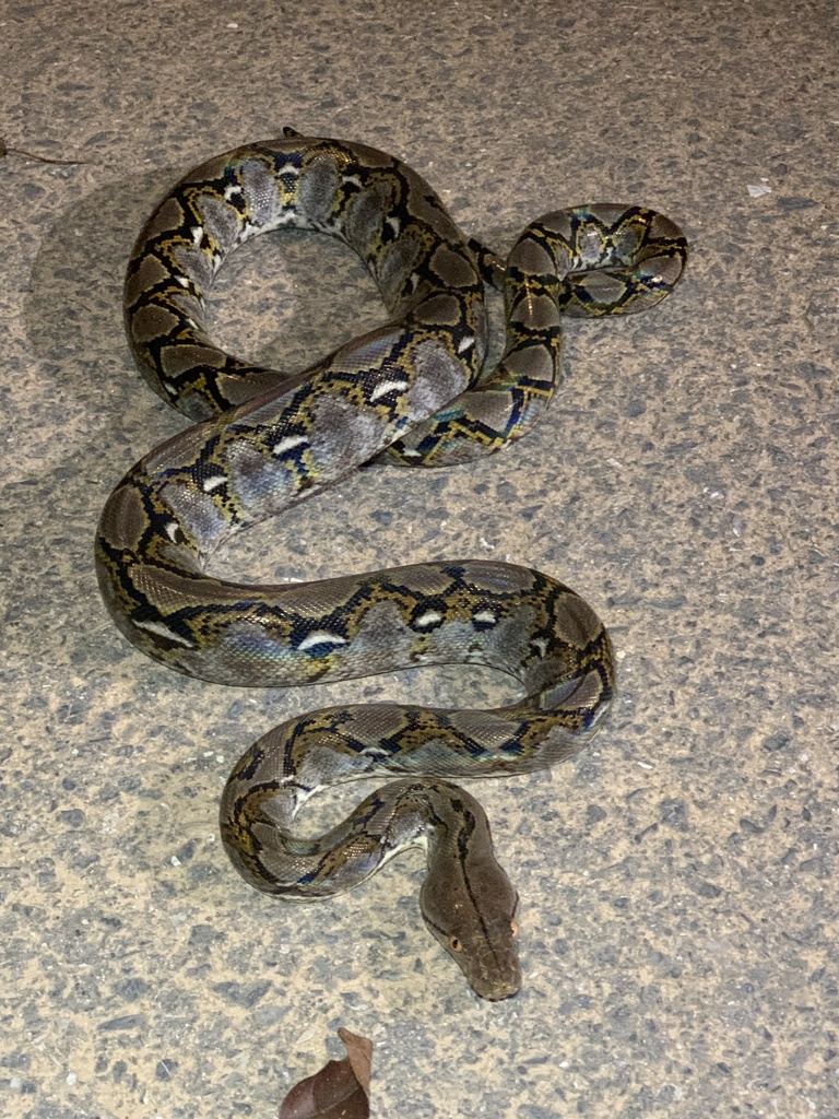 Reticulated Python in January 2024 by Marcus Lucassen and Rikke Nielsen ...