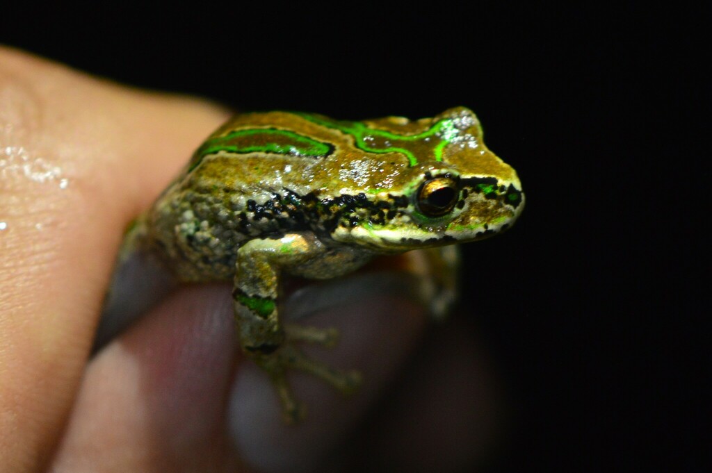 Marsupial Frogs in November 2023 by Sasha Robinson · iNaturalist