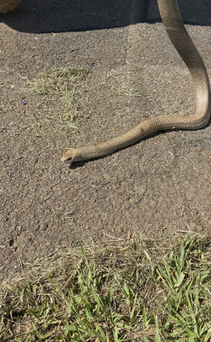 Eastern Brown Snake sighting