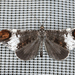 Macrosoma albifascia - Photo (c) Samuel Messner, all rights reserved, uploaded by Samuel Messner