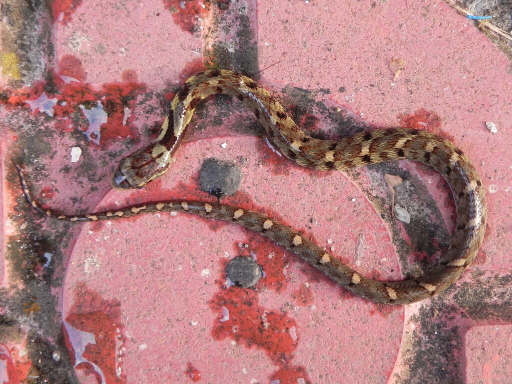 Big-eyed Bamboo Snake From Ningshan County, Ankang, Shaanxi, China On 