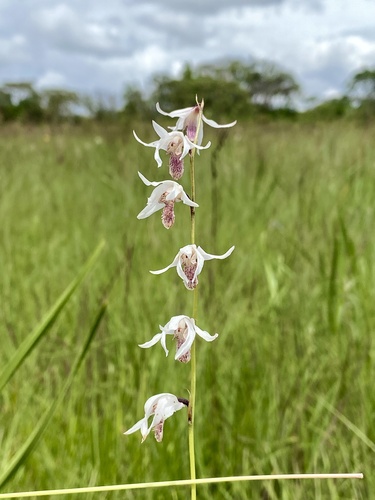 Orthochilus trilamellatus