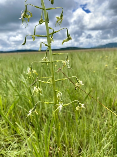 Paleface Ghost Orchid