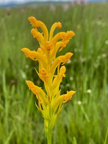 Platycoryne buchananiana