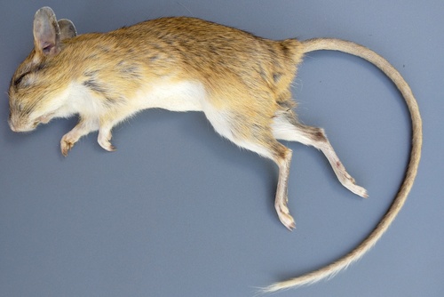 Boehm's Gerbil (Gerbilliscus boehmi) — Least Concern Mammalia