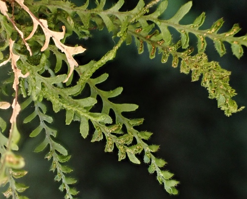 Calymmodon