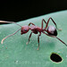 Polyrhachis thrinax - Photo (c) Fan Gao, כל הזכויות שמורות, הועלה על ידי Fan Gao