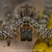 Funnel-web Wolf Spiders - Photo (c) Artur Tomaszek, all rights reserved, uploaded by Artur Tomaszek