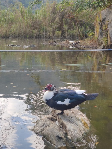 Domestic Muscovy Duck