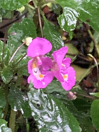 Impatiens bisaccata