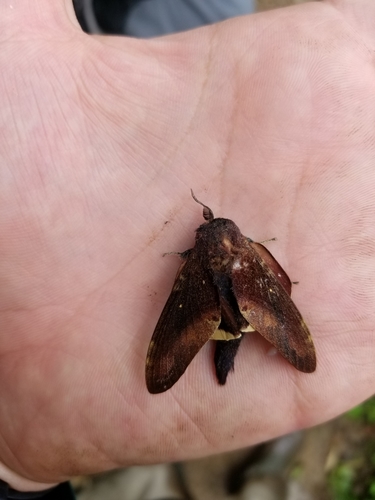 Neoborocera esteban
