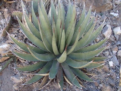 lechuguilla
