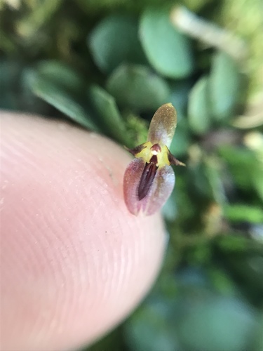 Specklinia rubidantha