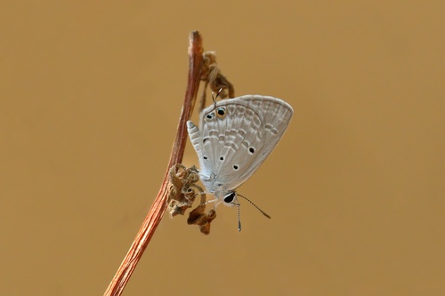 Small Cupid
