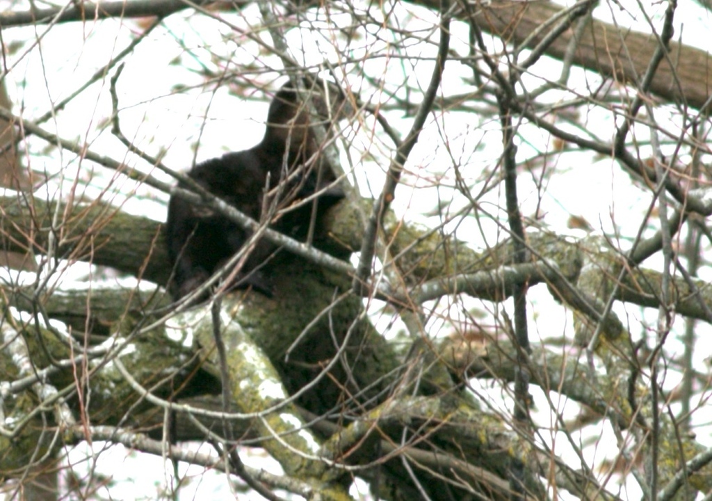 North American River Otter From High Park Toronto ON CA On January 2   Large 