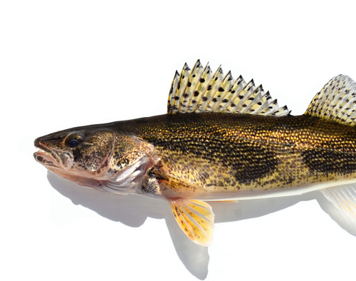 Sauger