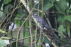 Thamnophilus doliatus image