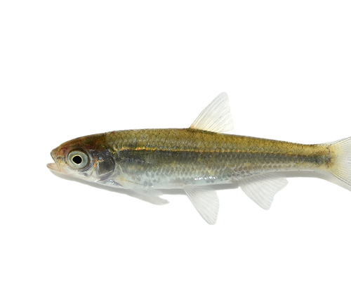 Cardinal Shiner