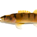 Etheostoma brevispinum - Photo (c) Miciah McNels, כל הזכויות שמורות, הועלה על ידי Miciah McNels