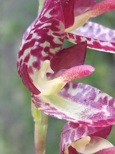 Restrepia-like Pleurothallis