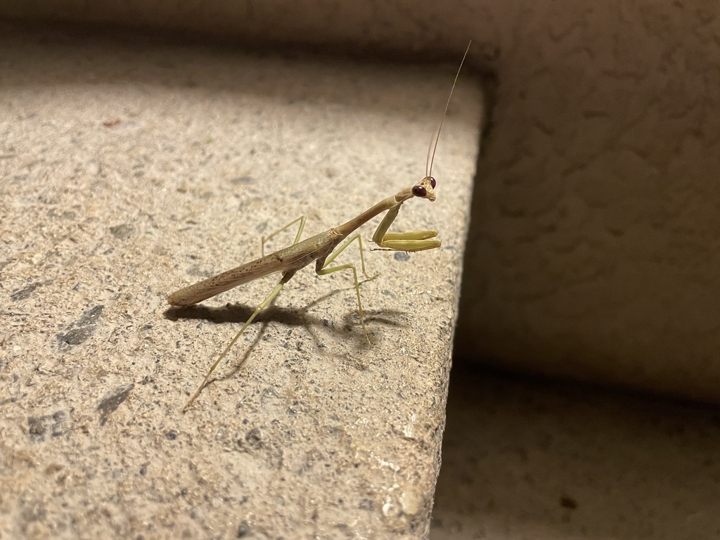 Stagmomantis from La Cruz, Guanacaste, CR on December 16, 2023 at 08:24 ...