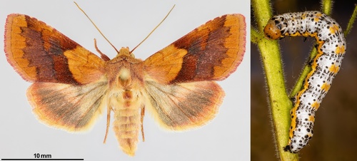 iNaturalist observation photo of Purple-lined Sallow