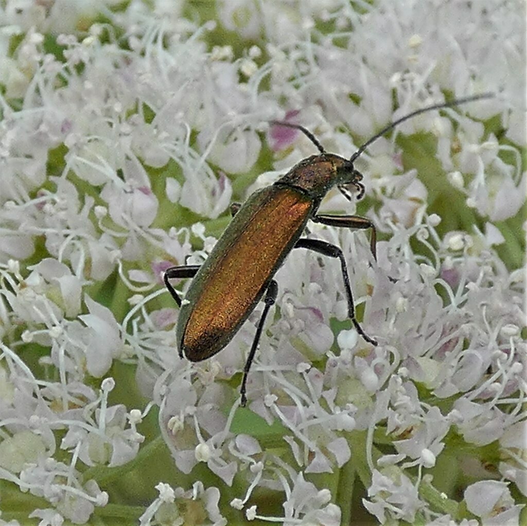Chrysanthia viridissima from 34587 Felsberg, Deutschland on July 27