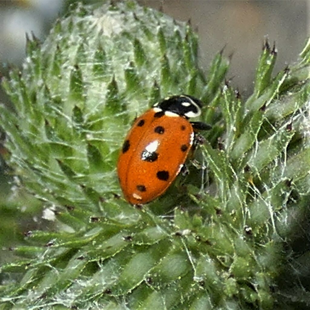 Variegated Lady Beetle from 34587 Felsberg, Deutschland on July 27