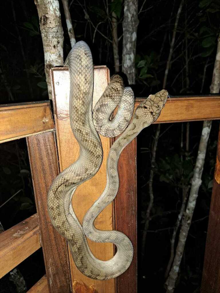 Halmahera Python from Kota Tidore Kepulauan, Maluku Utara, Indonesia on ...