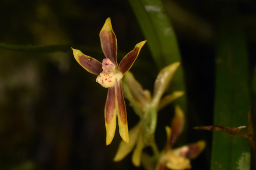 Tenuifolium Oncidium