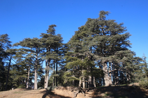 Atlas cedar