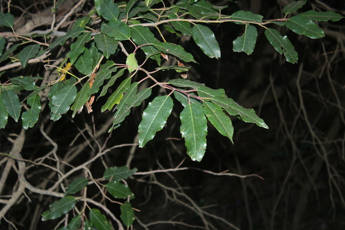 Portuguese laurel