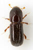 Xyleborus pfeilii - Photo (c) Chris Rorabaugh, all rights reserved, uploaded by Chris Rorabaugh
