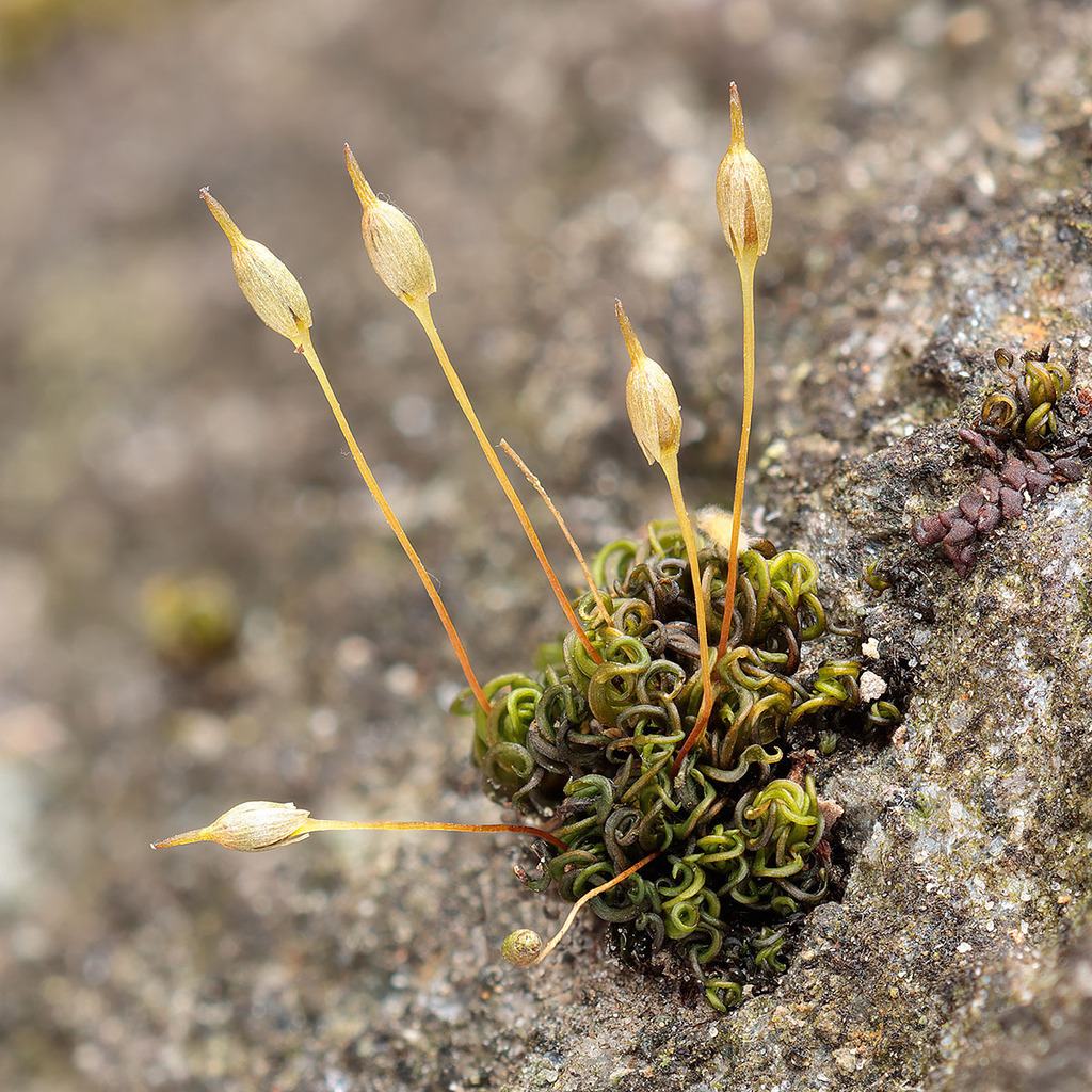 Ptychomitrium sinense (Ptychomitrium sinense)
