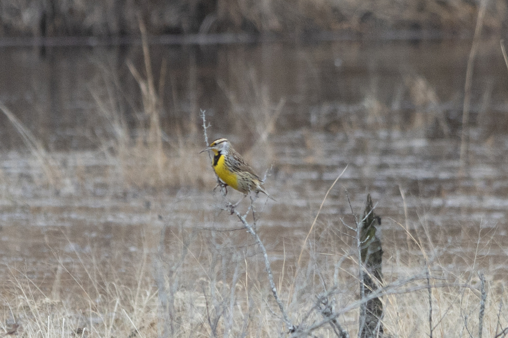 Eastern Meadowlark from Franklin Parker Preserve, Woodland, NJ, USA on January 1, 2024 at 1223