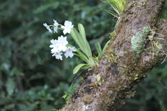 Miltoniopsis warscewiczii image