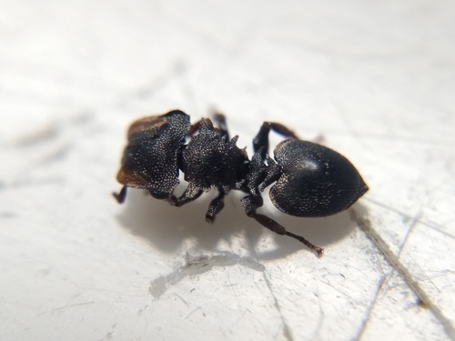 Cephalotes palustrisCephalotes palustris