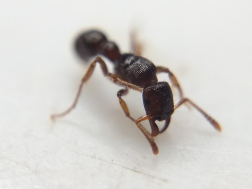 Gnamptogenys regularisGnamptogenys regularis