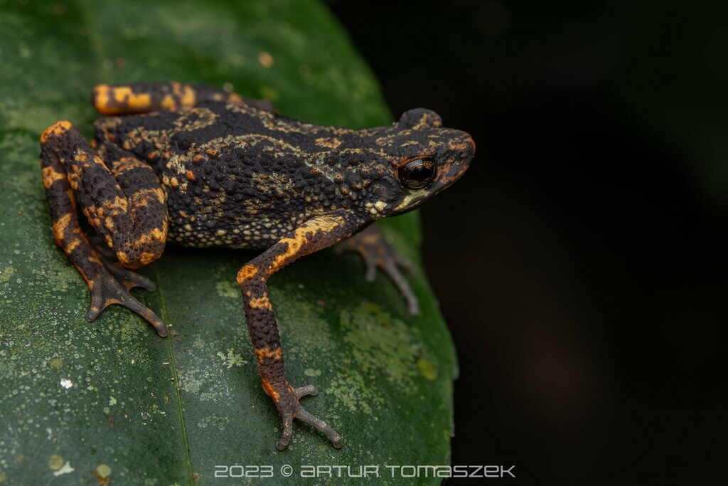 Phuket Horned Tree Toad (Ansonia phuketensis)