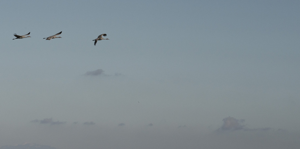 Sandhill Crane From N Staten Island Rd California USA On January 1   Large 