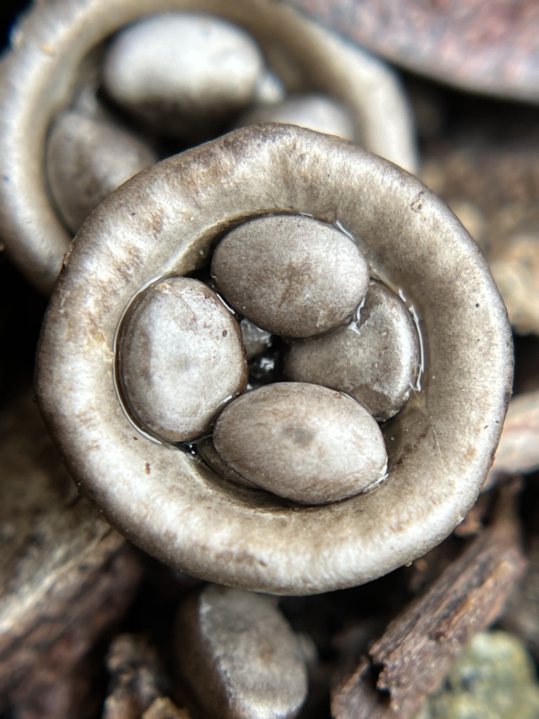 field bird's nest fungus from Sonoma State University, Rohnert Park, CA