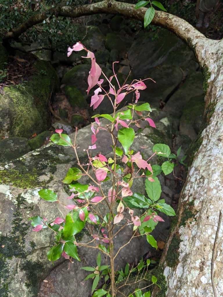 Dicots In January 2024 By Andrew Murdy INaturalist   Large 