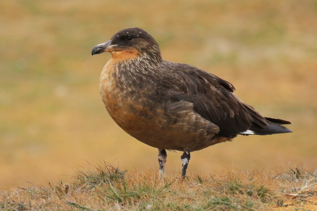 Chilean Skua (Stercorarius chilensis) photo