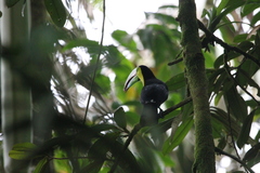 Ramphastos sulfuratus image