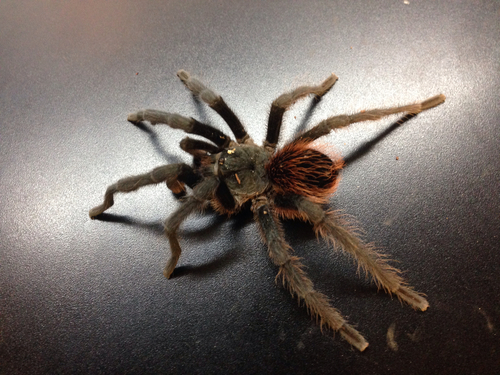 Pedregal Tarantula