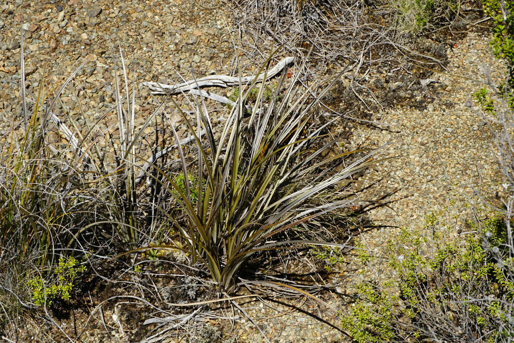 Astelia graminea from Maitai, Nelson 7010, New Zealand on January 1 ...