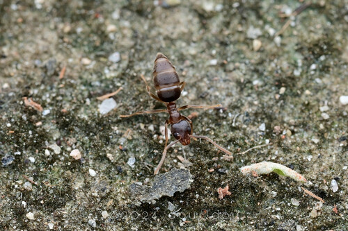 草地狡臭蚁Technomyrmex pratensis