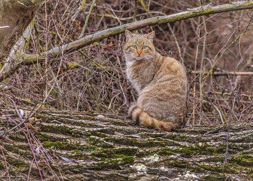 European Wildcat