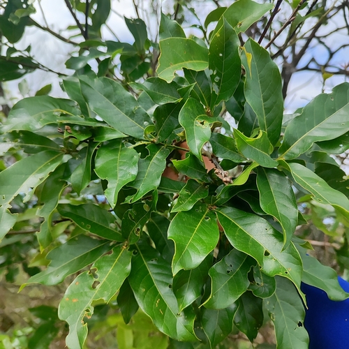 Quercus salicifolia